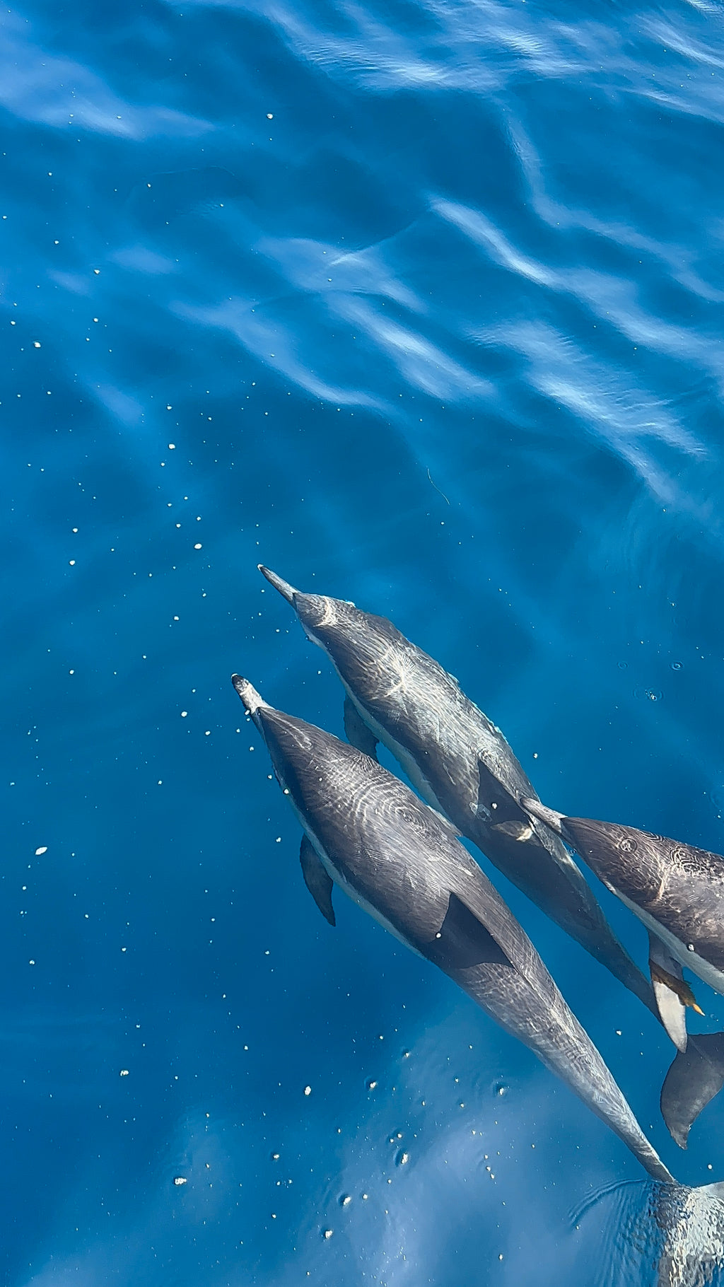 Sailboat tour/ Yacht charter in Port of LA (San Pedro County)